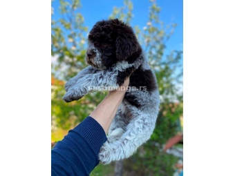 Lagotto Romagnolo štenci