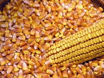 Na prodaju oko 3 tone kukuruza rod 2023. godine