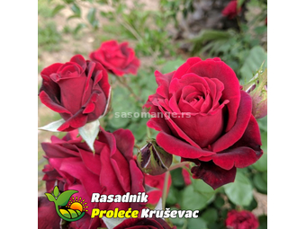Ruža Stablašica Nina Vejbul