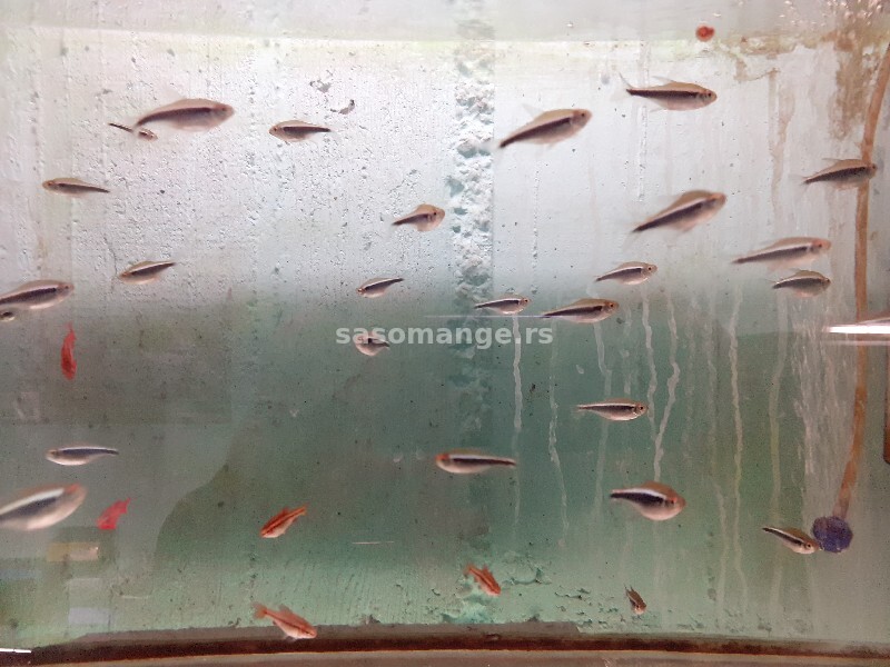Akvarijumske ribice (preko 30 vrsta)