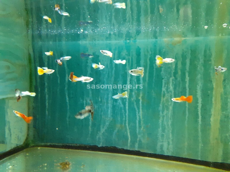 Akvarijumske ribice (preko 30 vrsta)