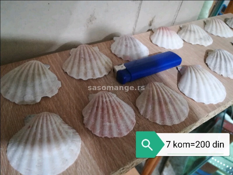 Morske školjke