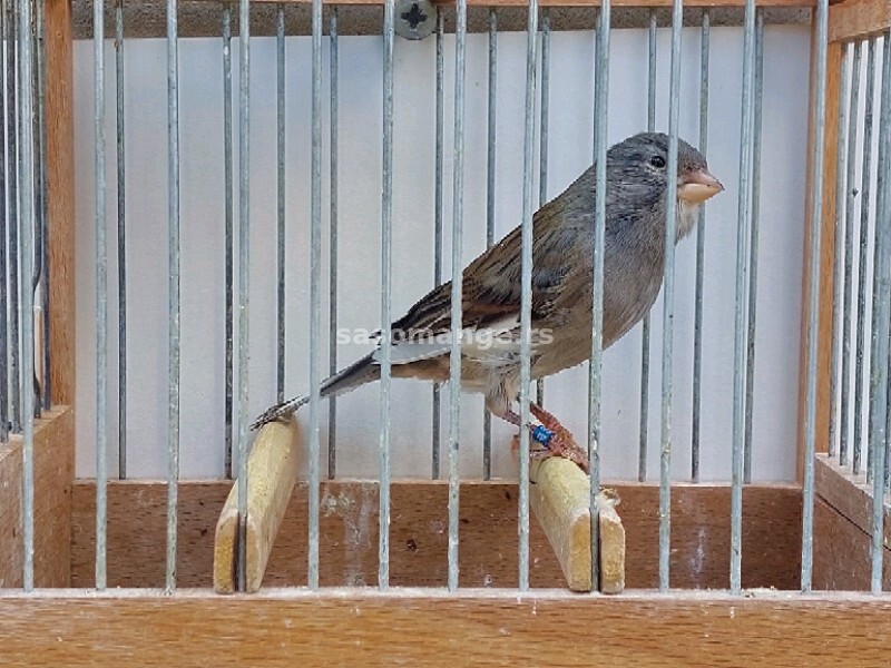 Kanarinci Slavujari školovane trenirane ptice