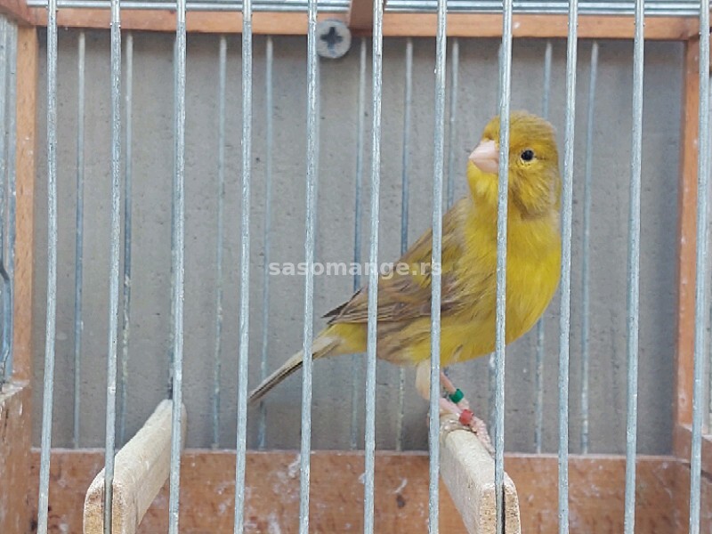 Kanarinci Slavujari školovane trenirane ptice