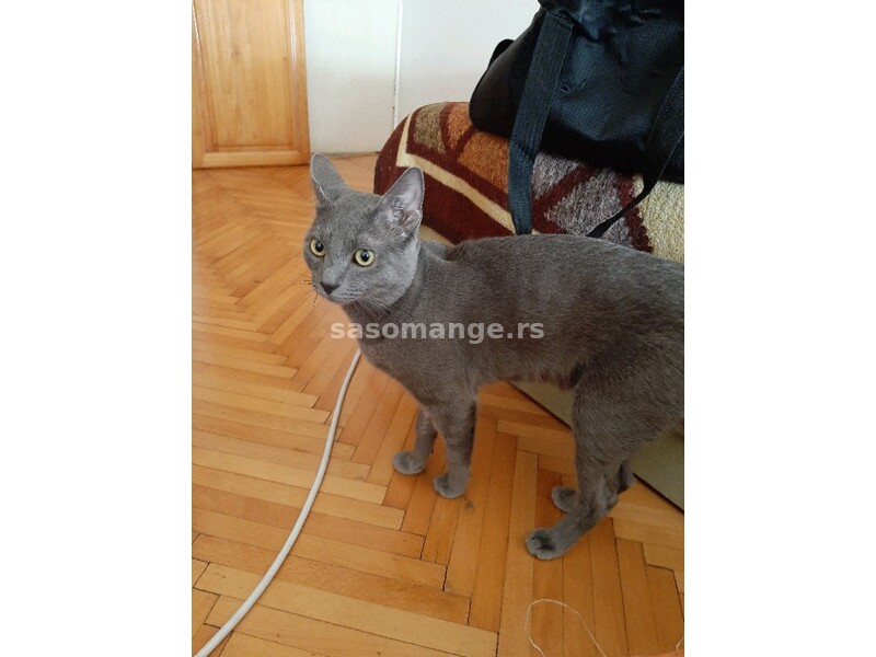 Ruski plavi mačak spreman za parenje
