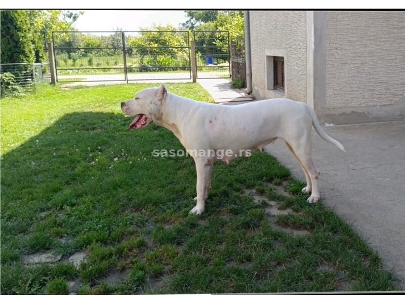 Dogo Argentino