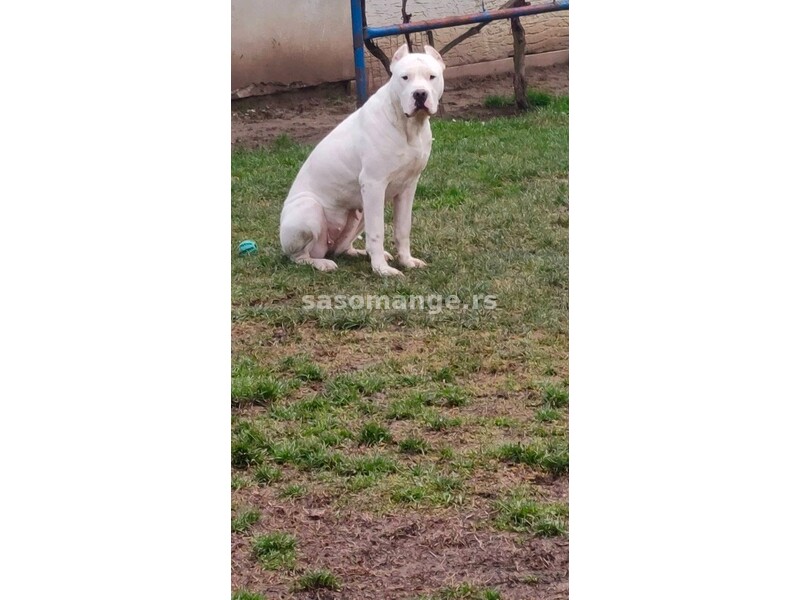 Dogo Argentino