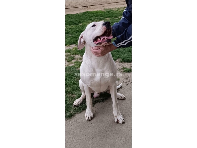 Dogo Argentino