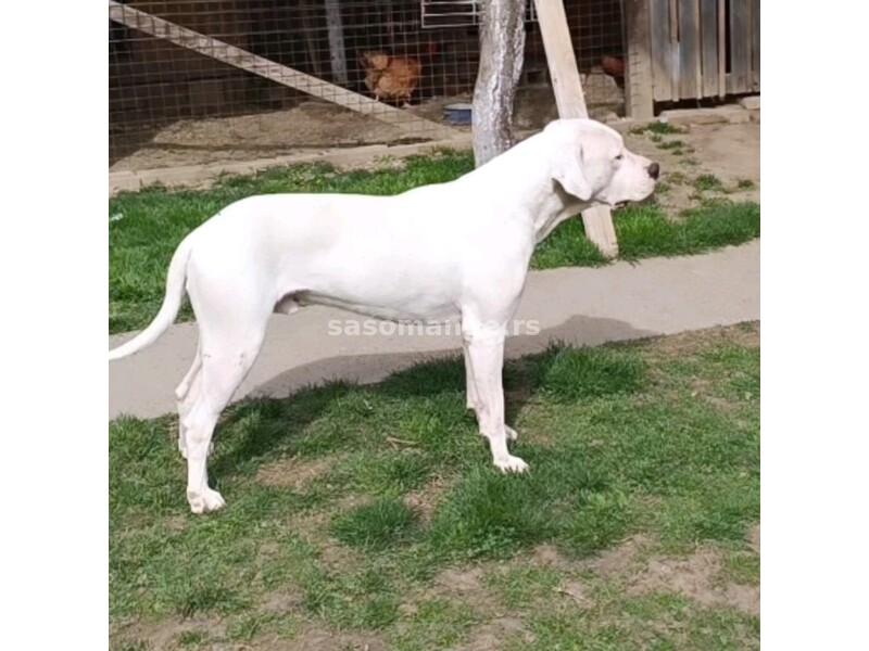 Dogo Argentino