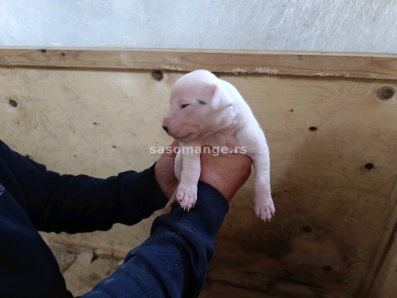 Dogo Argentino