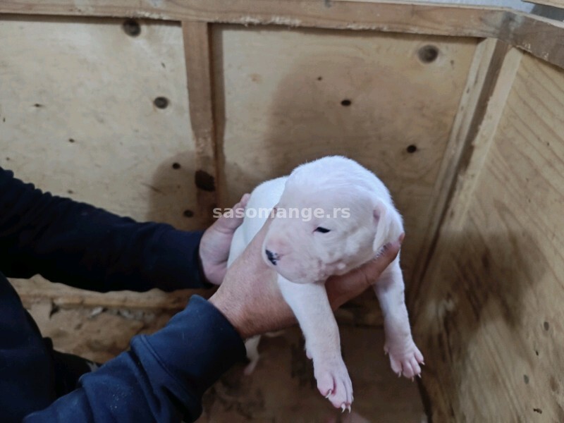 Dogo Argentino