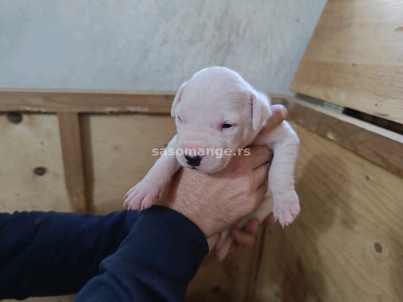 Dogo Argentino