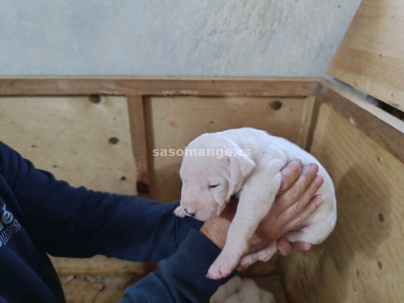 Dogo Argentino