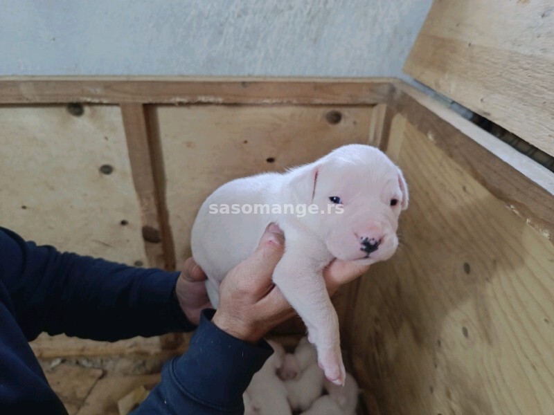 Dogo Argentino