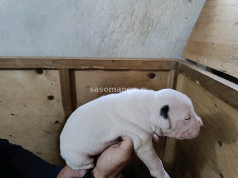 Dogo Argentino