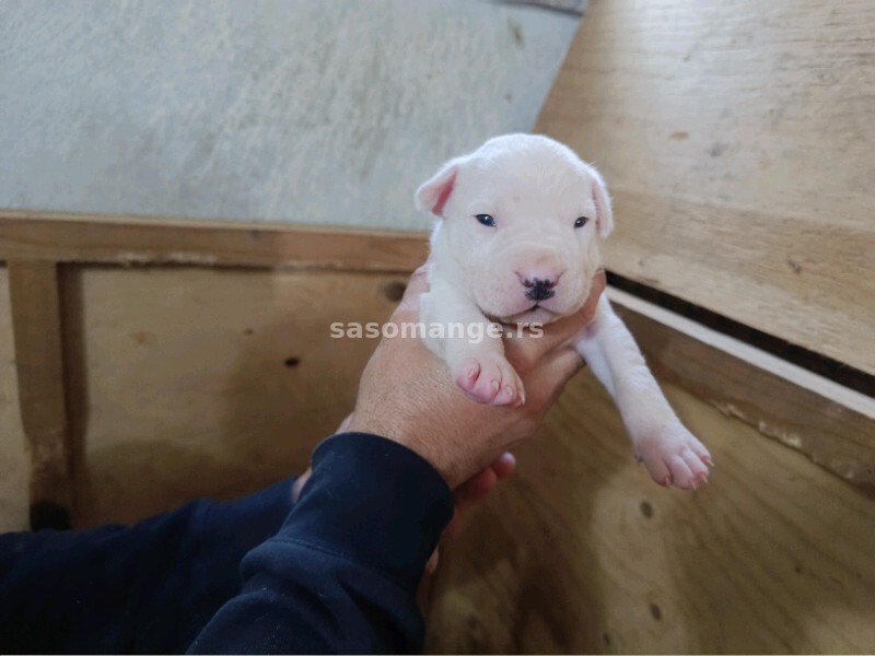 Dogo Argentino