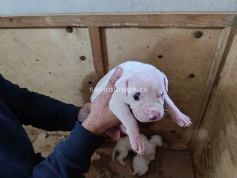 Dogo Argentino