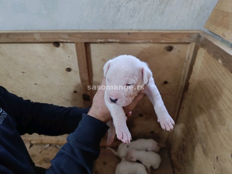 Dogo Argentino