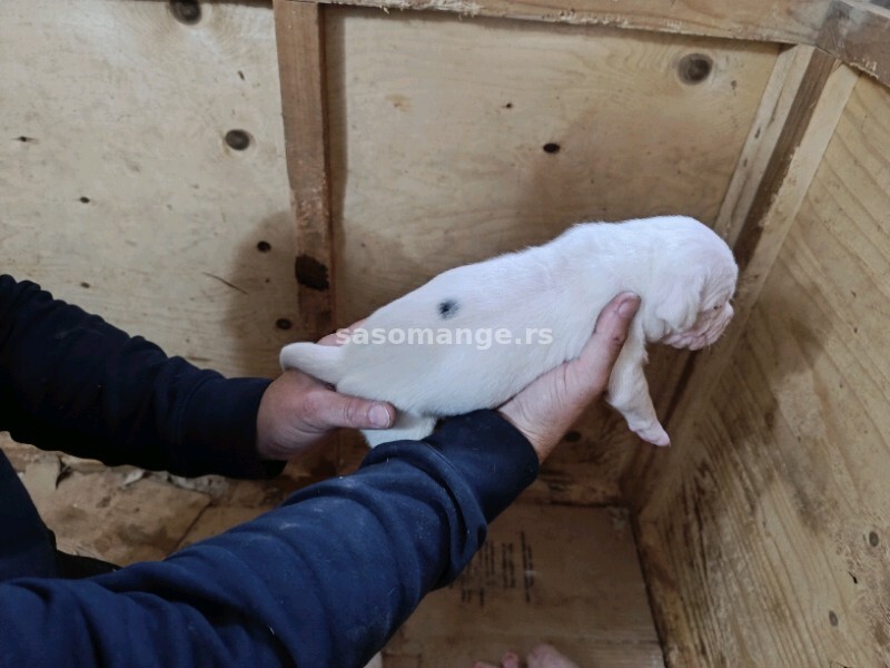 Dogo Argentino