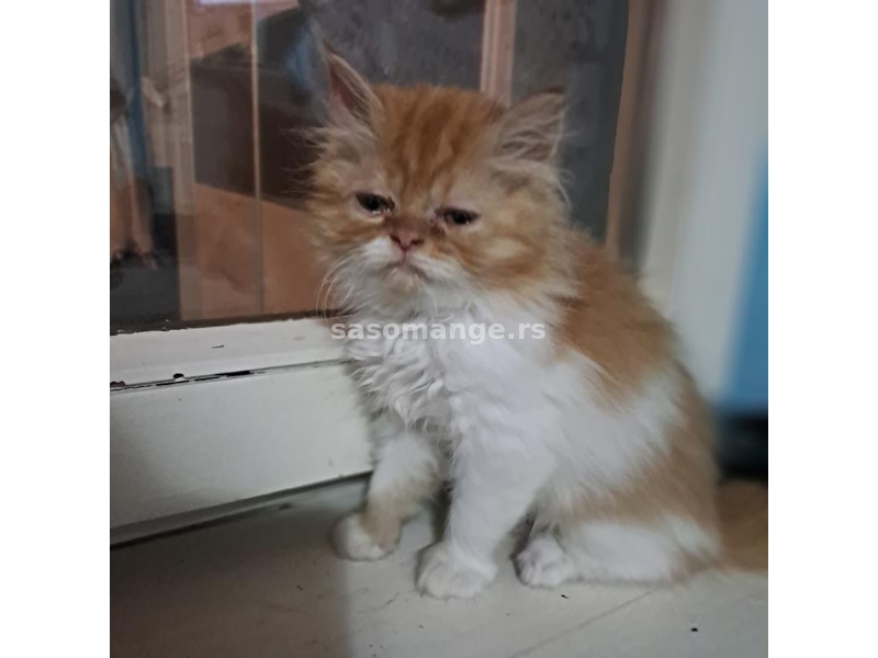 Persijsko garfild mace