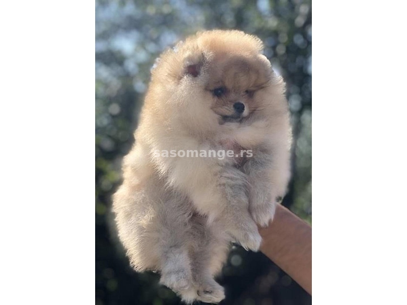 Pomeranac / Pomeranian / Boo štenci