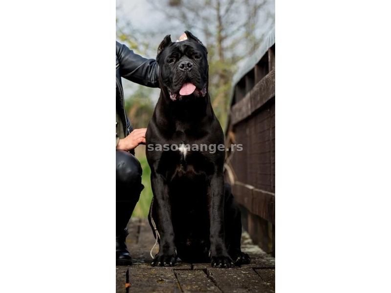 Cane Corso Kane Korso rezervacije