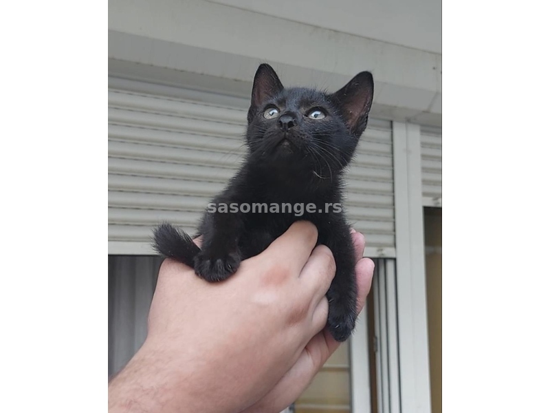 Saša crno mace 3 meseca, udomljavanje