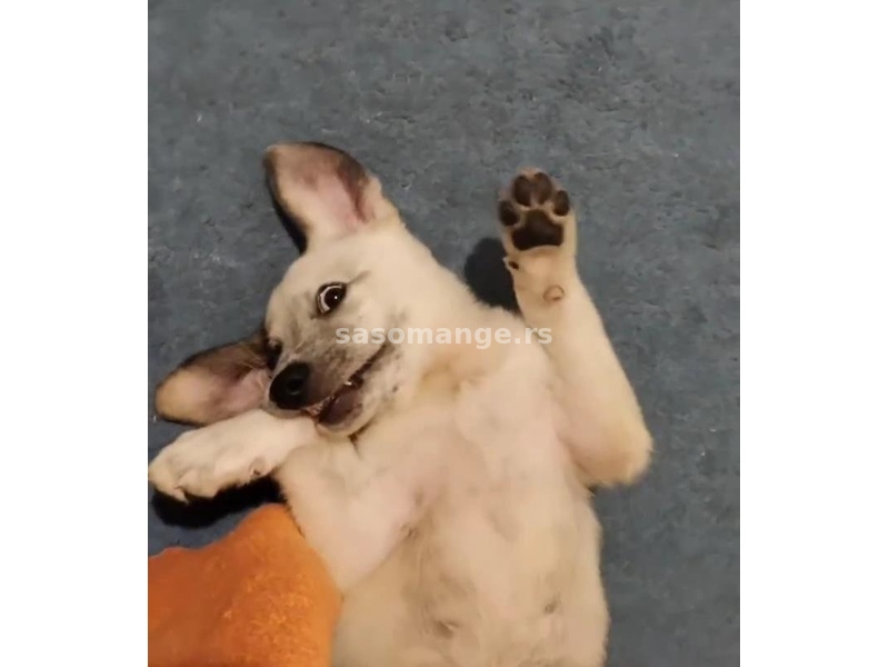 Muško štene mešanca sa preslatkim tufnama (oko 3 meseca)