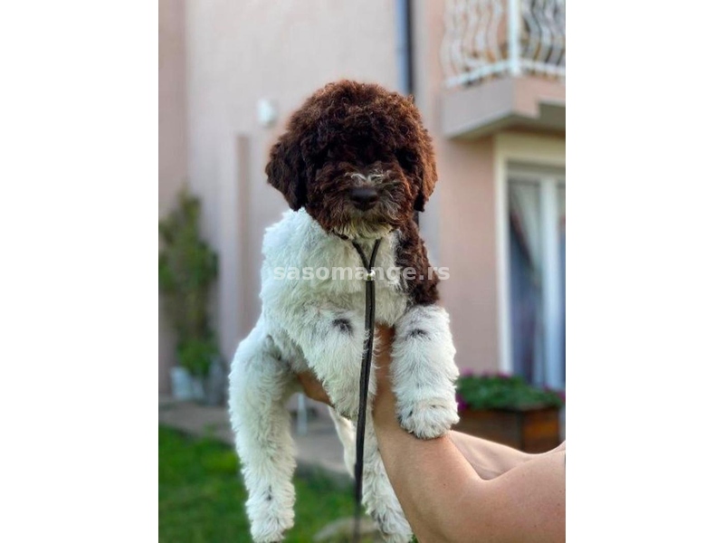 Lagotto Romagnolo štenci