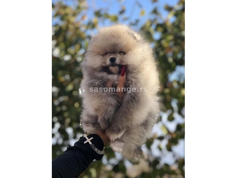 Pomeranac / Pomeranian / Boo štenci