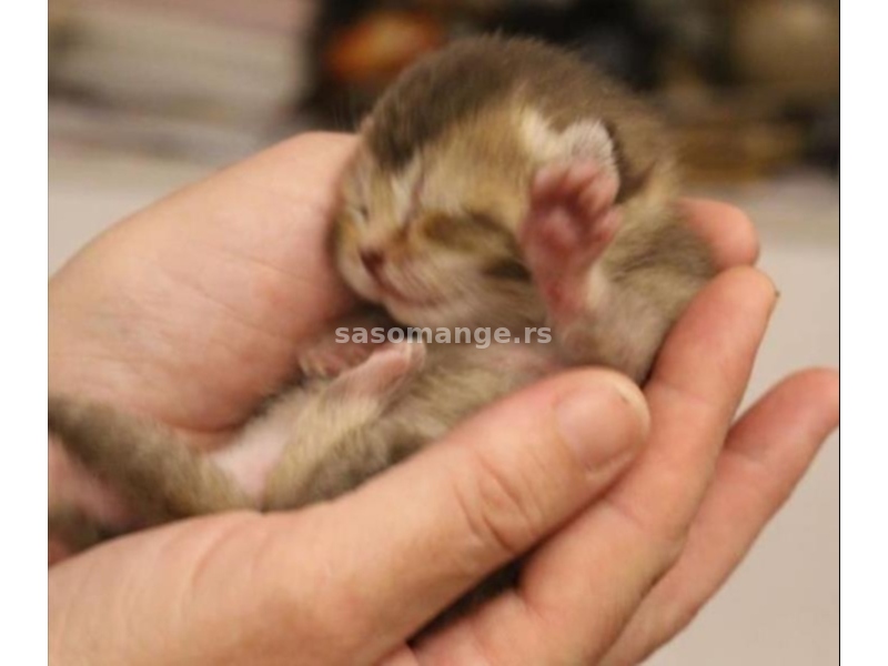 Britanska kratkodlaka macka - british shorthair cat Silvery lion odgajivacnica