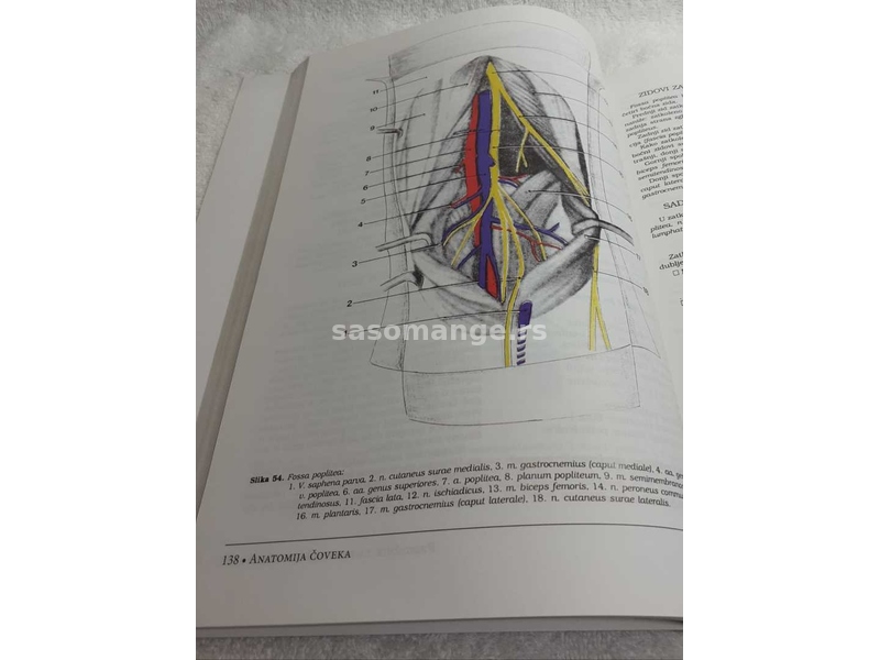 Anatomija čoveka : priručnik za praktičnu nastavu