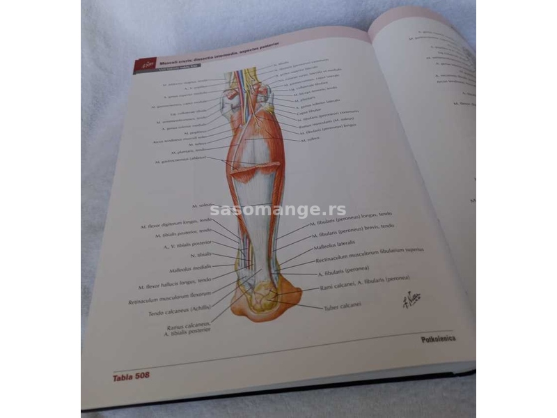 Neterov atlas anatomije coveka : atlas 8 izdanje 2023