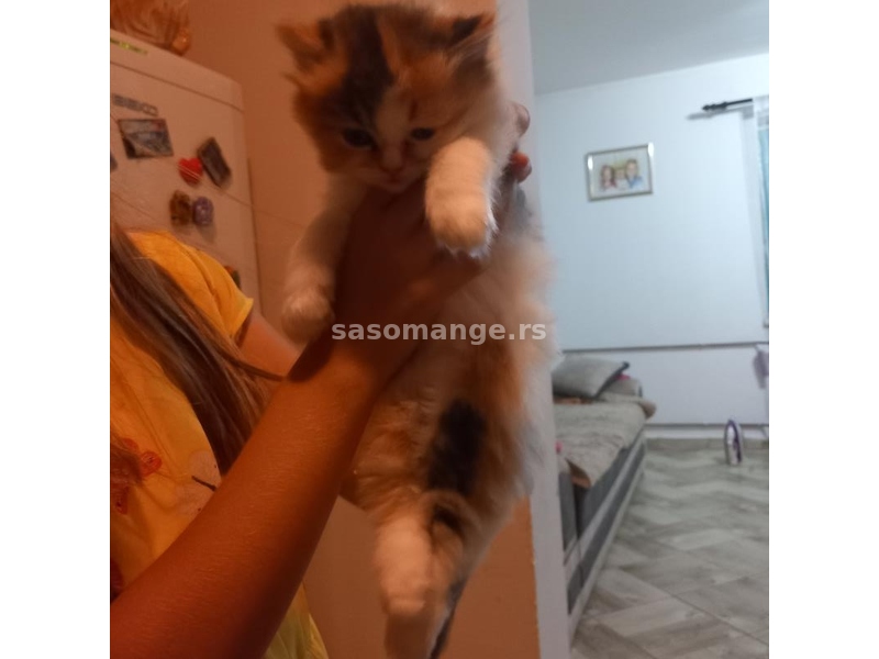 Zensko persijsko mace trazi novi dom