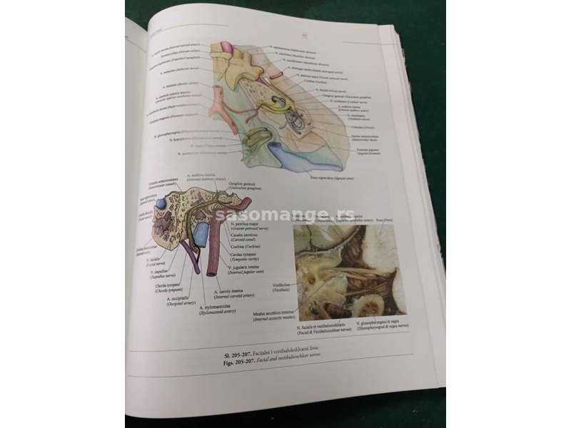 Anatomija čoveka = Human Anatomy