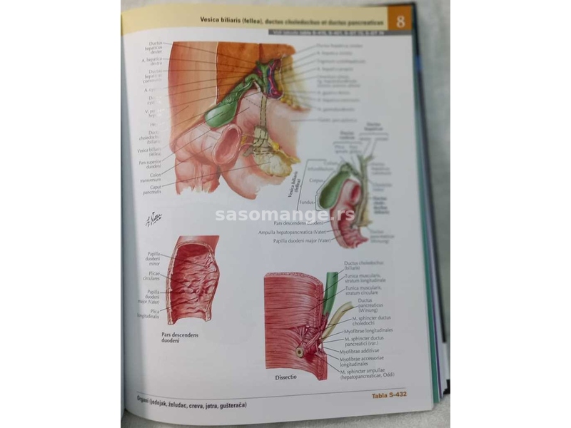 Neterov atlas anatomije coveka : atlas 8 izdanje 2023