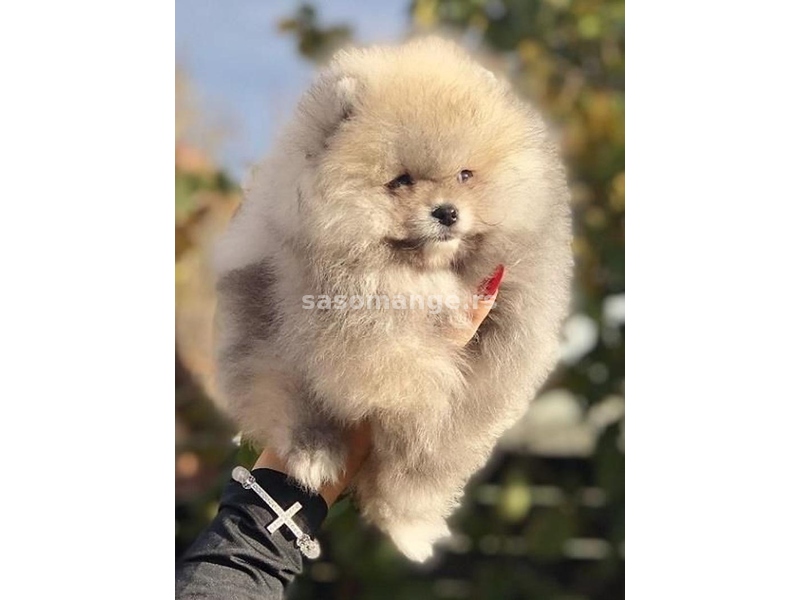 Pomeranac / Pomeranian / Boo štenci