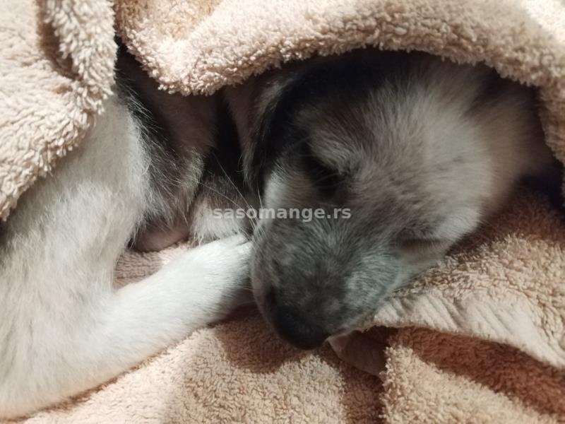 Muško štene mešanca sa preslatkim tufnama (oko 3 meseca)