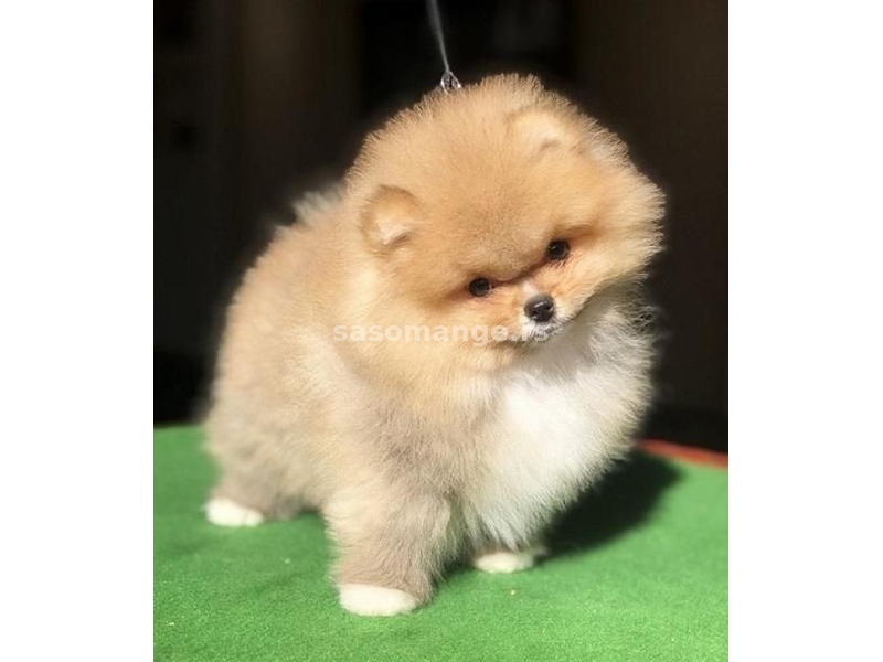 Pomeranac / Pomeranian / Boo štenci