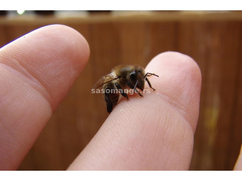 Matični mleč od pčelara