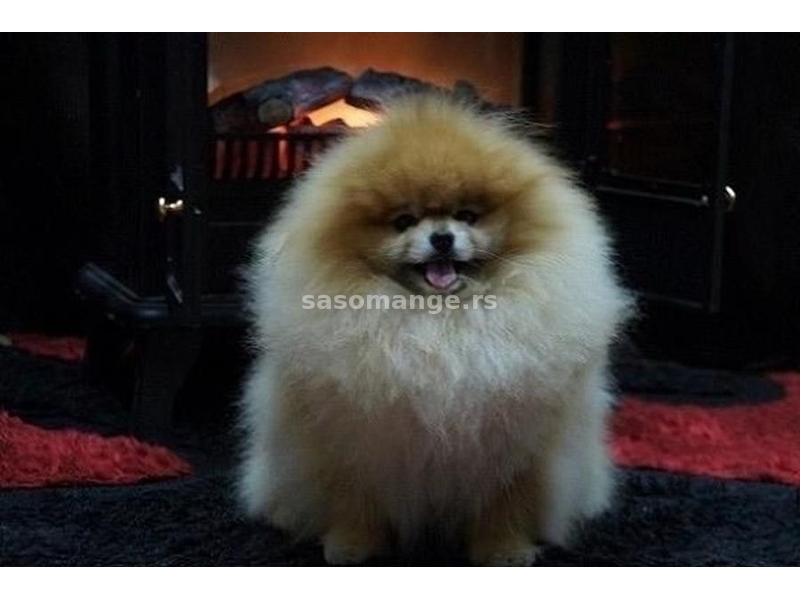 Pomeranac / Pomeranian / Boo štenci