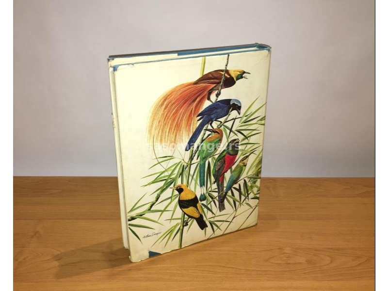BIRDS OF TOWN AND VILLAGE - W. D. CAMPBELL / BASIL EDE