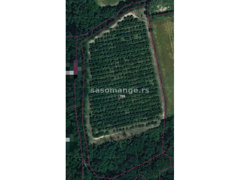 Zasad lešnika-parcela 1,6 ha sa bagremom