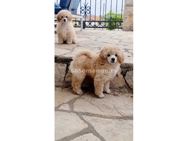 Appiano Gentile Toy Poodle male white
