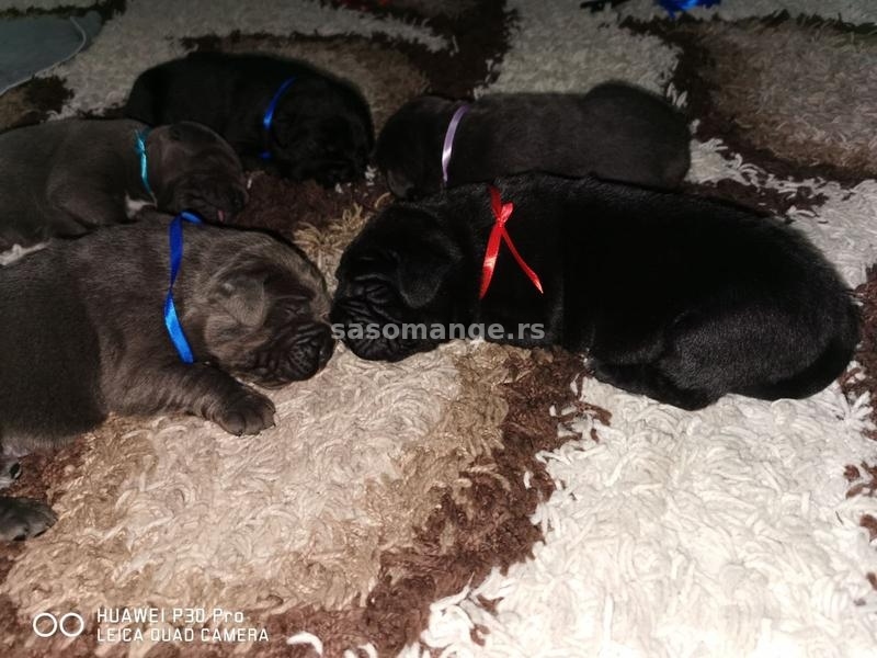 Cane Corso Kane Korso rezervacije