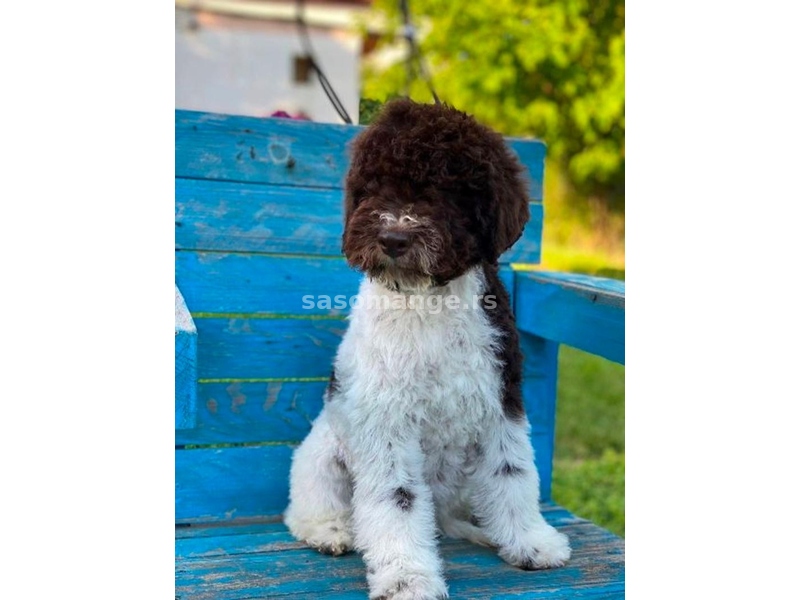 Lagotto Romagnolo štenci