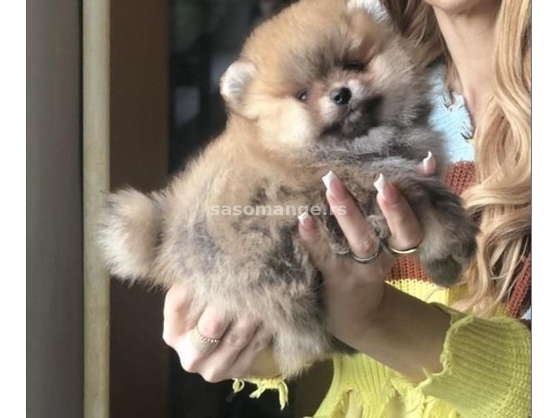 Pomeranac / Pomeranian / Boo štenci