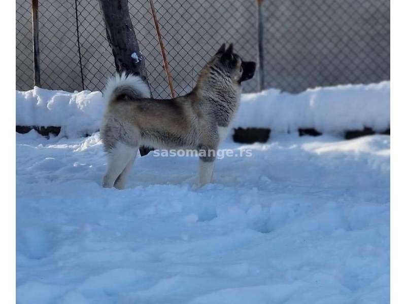 Američka Akita odrasla ženka na prodaju