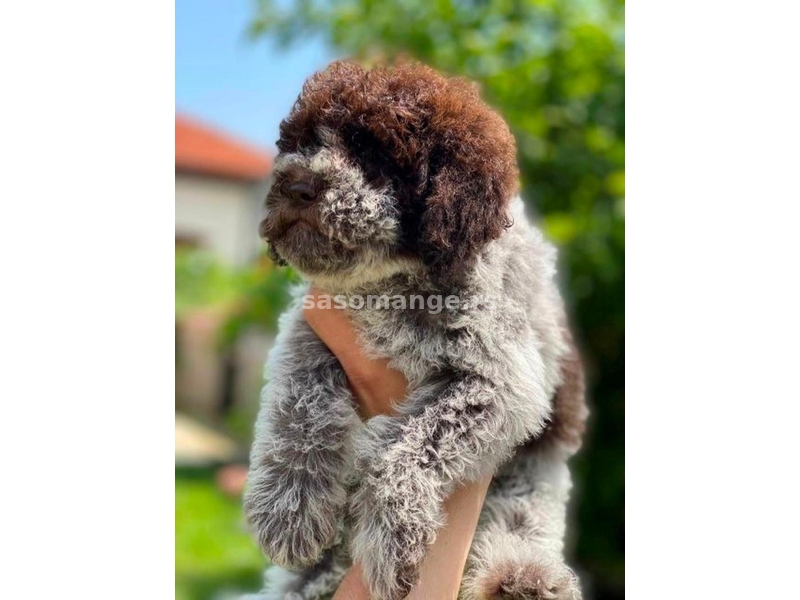 Lagotto Romagnolo štenci