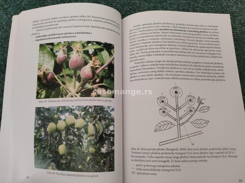 Integralna proizvodnja jabuke - Zoran Keserović